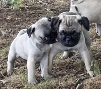 Pipsqueak, a male Pug for sale in Lebanon, PA – 6 of 8
