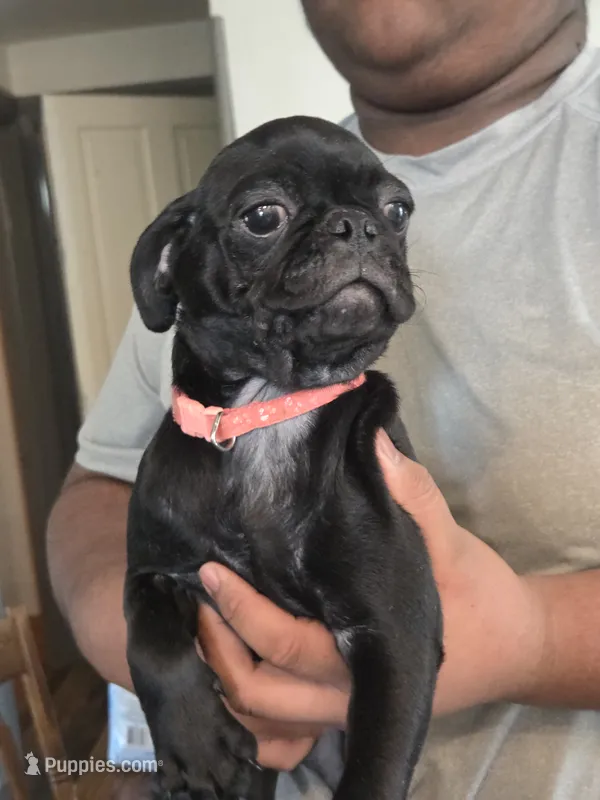 Azalea  – Pug puppy for sale in Lebanon, PA