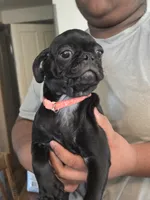 Azalea , a female Pug for sale in Lebanon, PA – 5 of 8