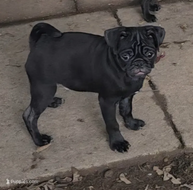 Brody  – Pug puppy for sale in Lebanon, PA