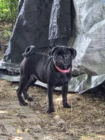 Azalea , a female Pug for sale in Lebanon, PA – 2 of 8