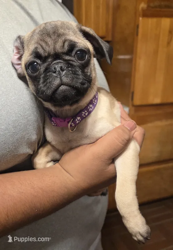 Violet  – Pug puppy for sale in Lebanon, PA