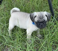 Milo, a male Pug for sale in Zolfo Springs, FL – Photo 3 of 5