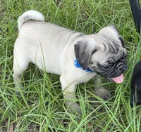 Milo, a male Pug for sale in Zolfo Springs, FL – Photo 2 of 5