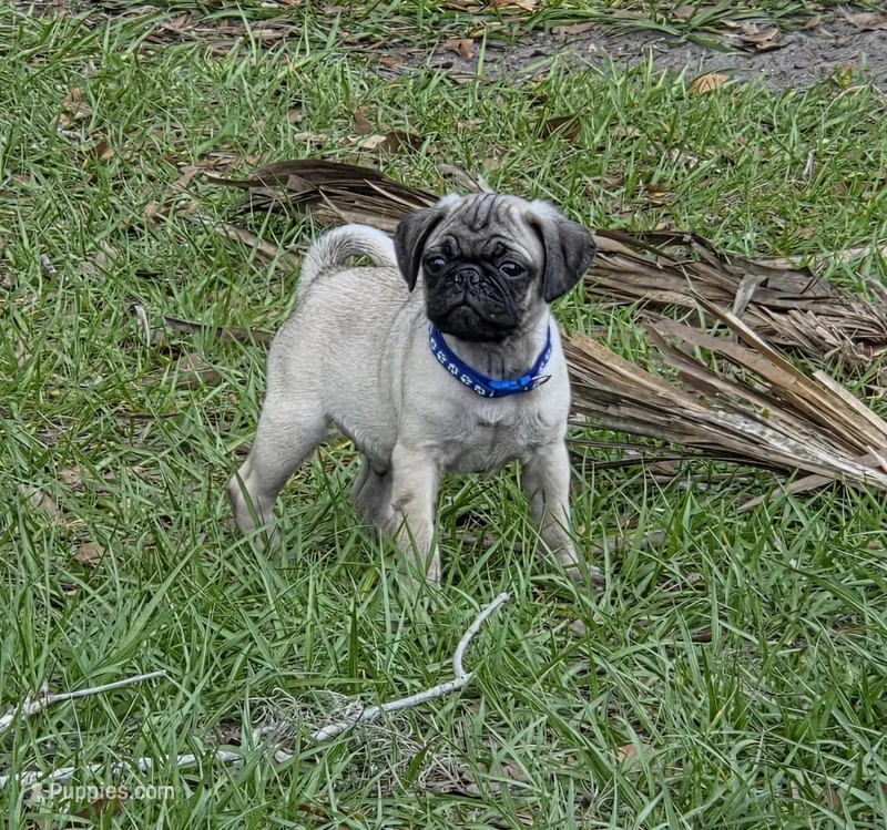 Milo – Pug puppy for sale in Zolfo Springs, FL
