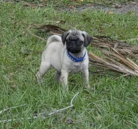 Milo, a male Pug for sale in Zolfo Springs, FL – Photo 1 of 5