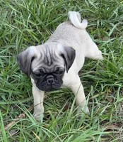 Milo, a male Pug for sale in Zolfo Springs, FL – Photo 4 of 5