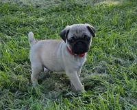 Mickey , a male Pug for sale in Lebanon, PA – 3 of 5