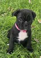 Millie , a female English Bulldog and Pug for sale in Lebanon, PA – 4 of 6