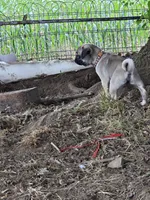 Benny, a male Pug for sale in Lebanon, PA – 7 of 7