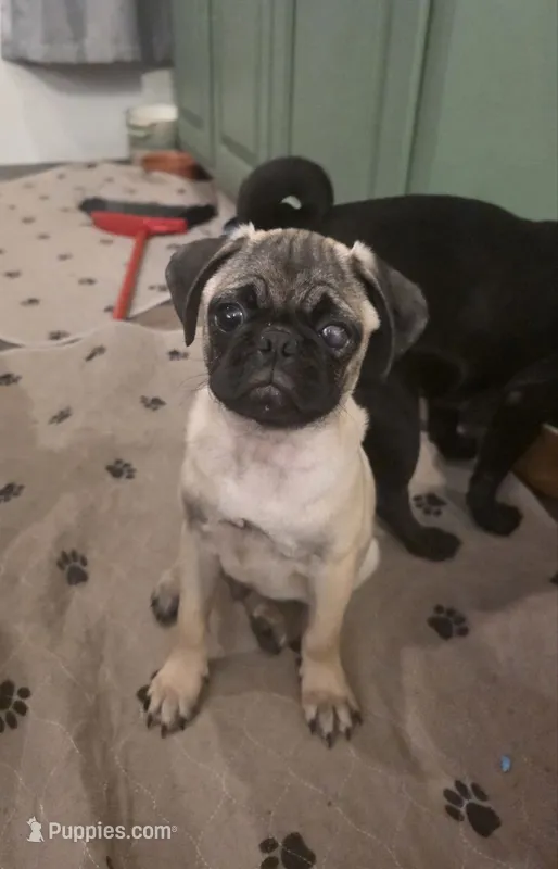Milo – Pug puppy for sale in Lebanon, PA