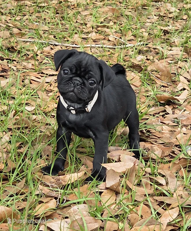 Archie  – Pug puppy for sale in Zolfo Springs, FL