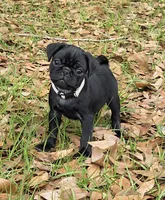 Archie , a male Pug for sale in Lebanon, PA – 1 of 1