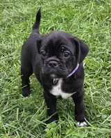 Poppy , a female English Bulldog and Pug for sale in Lebanon, PA – 4 of 7