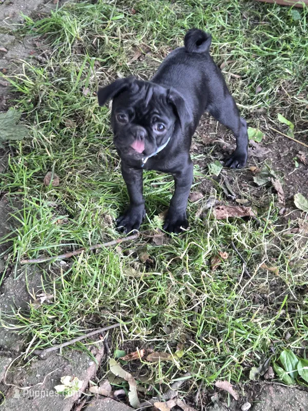 Onyx – Pug puppy for sale in Lebanon, PA