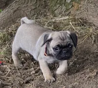Benny, a male Pug for sale in Lebanon, PA – 3 of 7