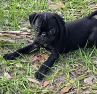 Daisy, a female Pug for sale in Zolfo Springs, FL – Photo 3 of 4