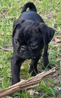 Daisy, a female Pug for sale in Zolfo Springs, FL – Photo 2 of 4