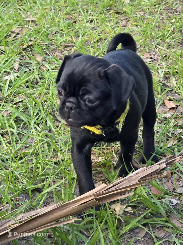 Daisy – Pug puppy for sale in Zolfo Springs, FL