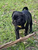Daisy, a female Pug for sale in Zolfo Springs, FL – Photo 1 of 4