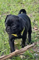 Daisy, a female Pug for sale in Zolfo Springs, FL – Photo 4 of 4