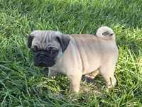 Cooper , a male Pug for sale in Lebanon, PA – 6 of 6