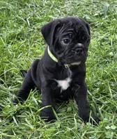 Teddy , a male English Bulldog and Pug for sale in Lebanon, PA – 5 of 7