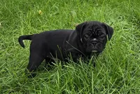 Teddy , a male English Bulldog and Pug for sale in Lebanon, PA – 2 of 7