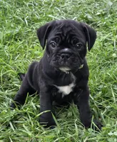 Teddy , a male English Bulldog and Pug for sale in Lebanon, PA – 7 of 7