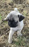 Pipsqueak, a male Pug for sale in Lebanon, PA – 5 of 8