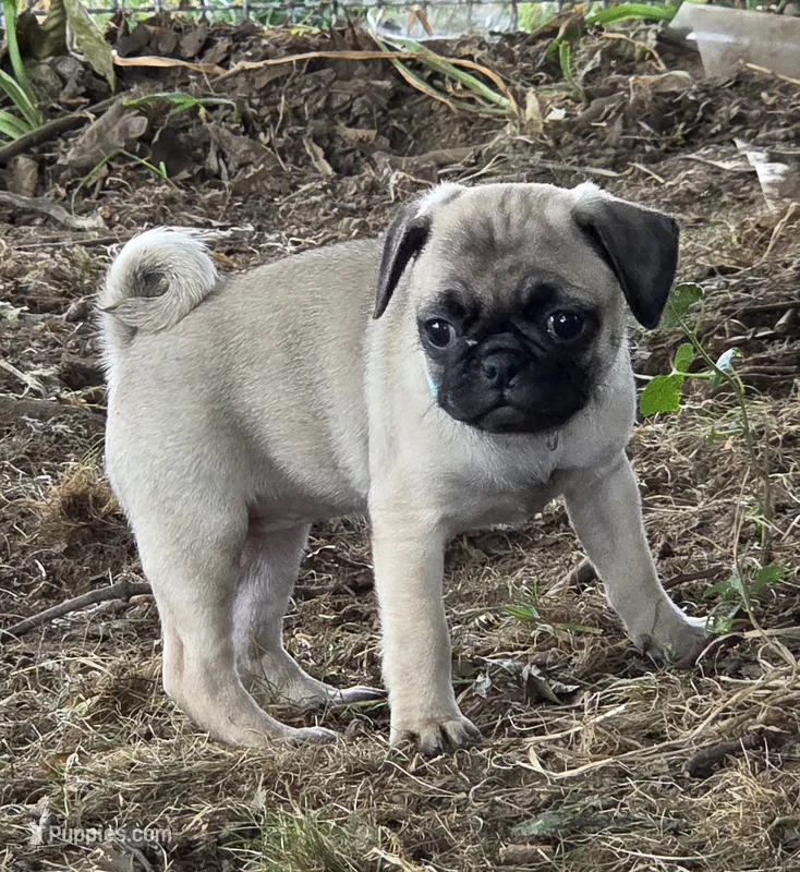 Millie – Pug puppy for sale in Lebanon, PA