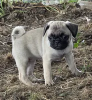 Millie, a female Pug for sale in Lebanon, PA – 1 of 9