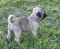 Sadie, a female Pug for sale in Lebanon, PA – 5 of 6