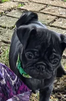 Brody , a male Pug for sale in Lebanon, PA – 3 of 7