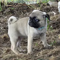 Millie, a female Pug for sale in Lebanon, PA – 8 of 9