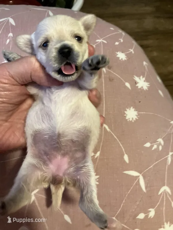 Lori – Yorkshire Terrier, Chorkie puppy for sale in Madison, AL