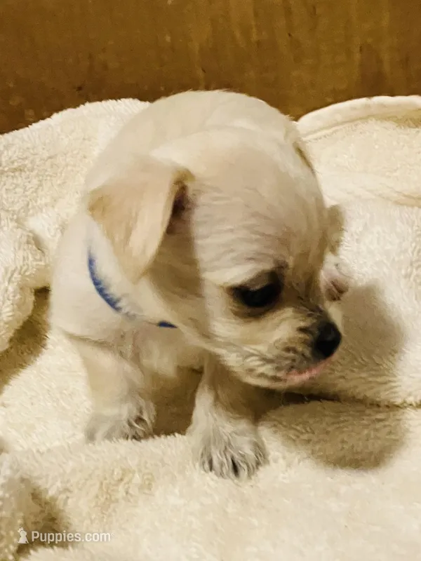 Lori – Yorkshire Terrier, Chorkie puppy for sale in Madison, AL