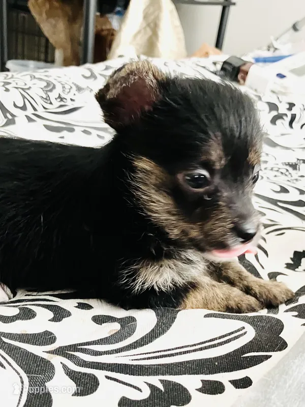 Betty – Yorkshire Terrier, Chorkie puppy for sale in Madison, AL
