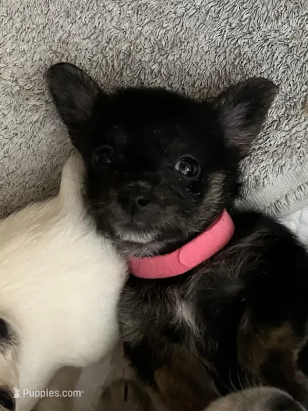 Betty – Yorkshire Terrier, Chorkie puppy for sale in Madison, AL