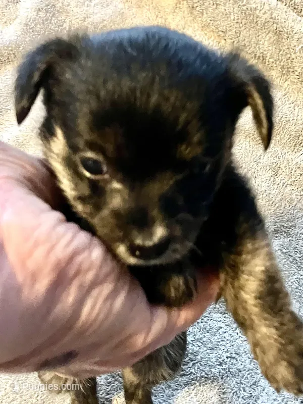 Betty – Yorkshire Terrier, Chorkie puppy for sale in Madison, AL