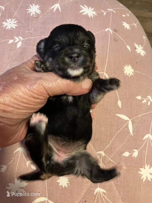 Betty – Yorkshire Terrier, Chorkie puppy for sale in Madison, AL
