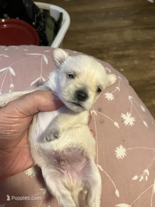 Paul – Yorkshire Terrier, Chorkie puppy for sale in Madison, AL
