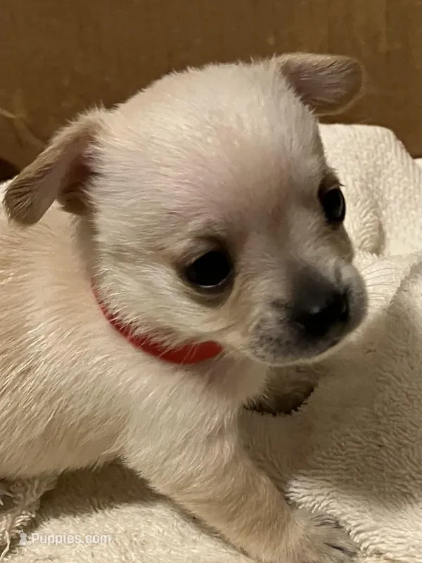 Buddy – Yorkshire Terrier, Chorkie puppy for sale in Madison, AL