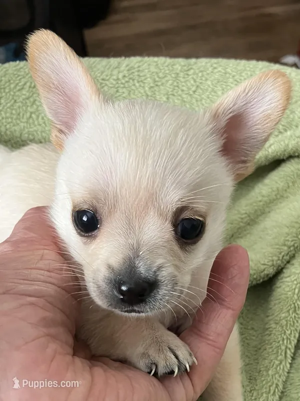 Buddy – Yorkshire Terrier, Chorkie puppy for sale in Madison, AL