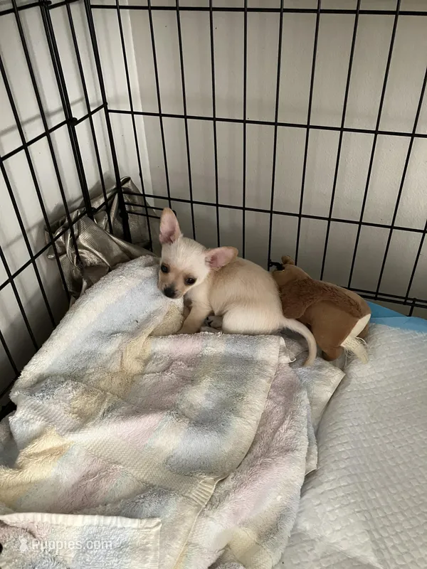 Buddy – Yorkshire Terrier, Chorkie puppy for sale in Madison, AL