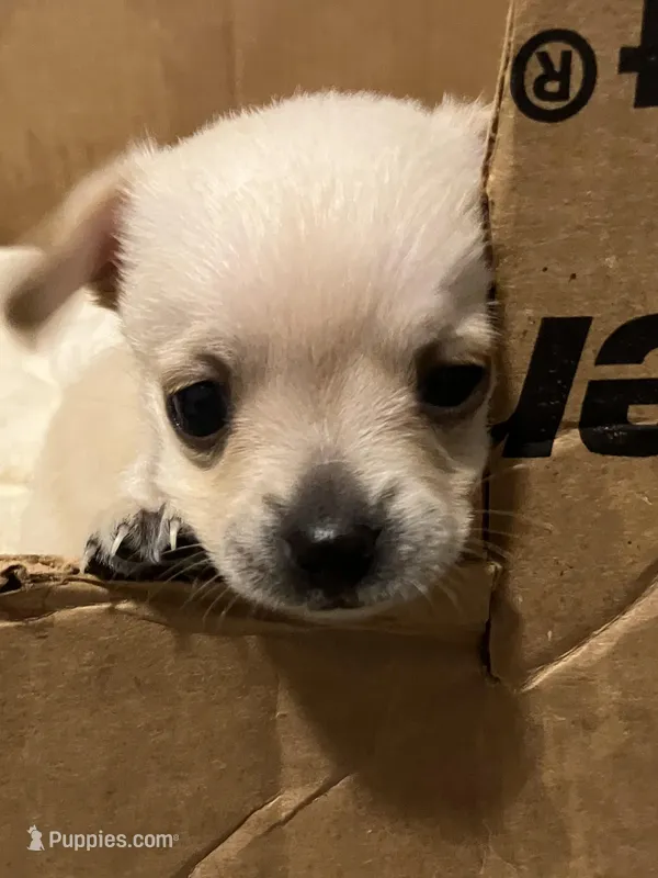 Buddy – Yorkshire Terrier, Chorkie puppy for sale in Madison, AL