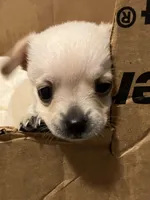 Buddy, a male Yorkshire Terrier and Chorkie for sale in Madison, AL – Photo 1 of 3