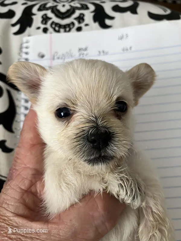 Rick – Yorkshire Terrier, Chorkie puppy for sale in Madison, AL