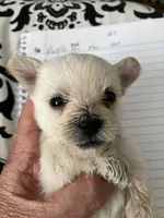 Rick, a male Yorkshire Terrier and Chorkie for sale in Madison, AL – Photo 1 of 2