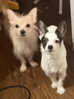 Rick, a male Yorkshire Terrier and Chorkie for sale in Madison, AL – Photo 2 of 2